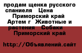 продам щенка русского спаниеля › Цена ­ 2 000 - Приморский край, Артем г. Животные и растения » Собаки   . Приморский край